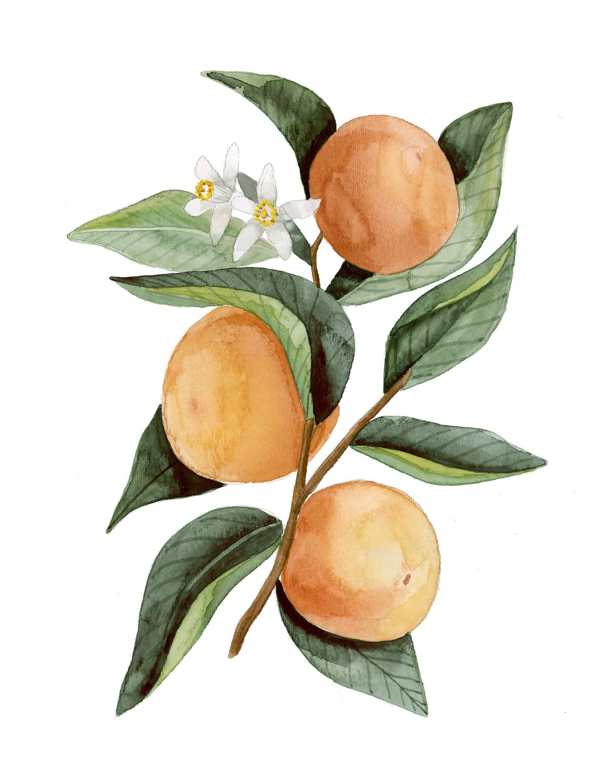 Florida Citrus Botanical Print