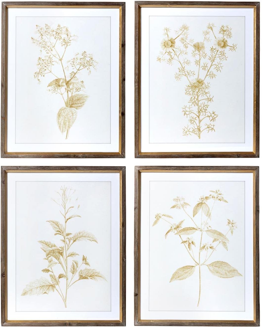 Sepia Botanical Framed Prints