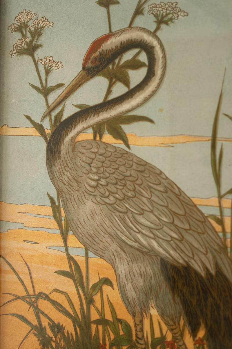 Framed Heron Prints under Glass